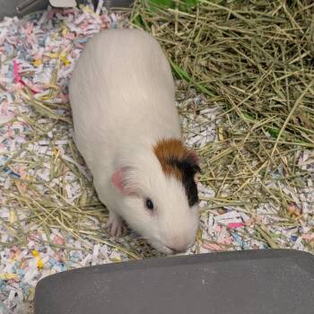 Rescue Guinea Pig Guinea Pigs for Adoption in Walker, Michigan - Skittles | PetCurious